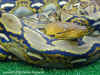 Сетчатый питон (Python reticulatus). Англ: Reticulated python
