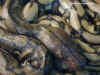 Сетчатый питон (Python reticulatus). Англ: Reticulated python