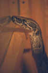 Иероглифовый питон (Python sebae sebae). Англ: Rock python