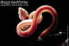 (Boiga beddomei)