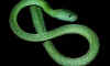 Зеленая бойга (Boiga cyanea). Англ: Green cat-eyed snake
