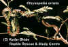 Обыкновенная украшенная змея (Chrysopelea ornata)