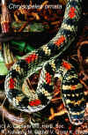 Обыкновенная украшенная змея (Chrysopelea ornata)