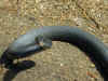 Черный полоз (Coluber constrictor constrictor). Англ: Northern black racer