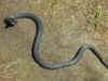 Черный полоз (Coluber constrictor constrictor). Англ: Northern black racer