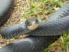 Черный полоз (Coluber constrictor constrictor). Англ: Northern black racer