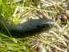 Черный полоз (Coluber constrictor constrictor). Англ: Northern black racer