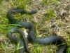 Черный полоз (Coluber constrictor constrictor). Англ: Northern black racer