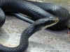 Черный полоз (Coluber constrictor constrictor). Англ: Northern black racer