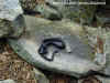 Черный полоз (Coluber constrictor constrictor). Англ: Northern black racer