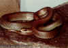 (Coluber constrictor mormon)