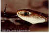 (Coluber constrictor mormon)