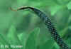 Окрашенный брозновый уж (Dendrelaphis pictus). Англ: Painted Bronzeback, Common bronzeback
