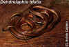 (Dendrelaphis tristis). Англ: