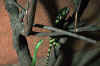 Африканский бумсланг (Dispholidus typus). Англ: African boomslang
