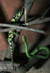 Африканский бумсланг (Dispholidus typus). Англ: African boomslang