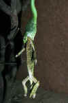 Африканский бумсланг (Dispholidus typus). Англ: African boomslang
