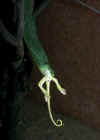 Африканский бумсланг (Dispholidus typus). Англ: African boomslang