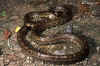 Полоз Белла (Elaphe bella). Англ: "Bella" ratsnake