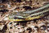 Двупятнистый полоз (Elaphe bimaculata). Англ:Chinese twin-spotted ratsnake