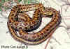 Двупятнистый полоз (Elaphe bimaculata). Англ:Chinese twin-spotted ratsnake