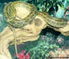 Двупятнистый полоз (Elaphe bimaculata). Англ:Chinese twin-spotted ratsnake