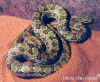 Двупятнистый полоз (Elaphe bimaculata). Англ:Chinese twin-spotted ratsnake