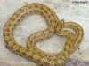 Двупятнистый полоз (Elaphe bimaculata). Англ:Chinese twin-spotted ratsnake