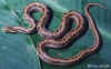 Двупятнистый полоз (Elaphe bimaculata). Англ:Chinese twin-spotted ratsnake