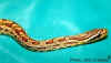 Двупятнистый полоз (Elaphe bimaculata). Англ:Chinese twin-spotted ratsnake