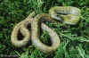 Островной полоз (Elaphe climacophora). Англ: Japanese ratsnake