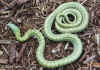 Островной полоз (Elaphe climacophora). Англ: Japanese ratsnake