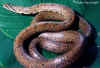 Японский лесной полоз (Elaphe conspicillata). Англ: Japanese forest ratsnake