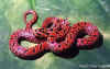 Японский лесной полоз (Elaphe conspicillata). Англ: Japanese forest ratsnake