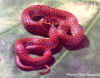 Японский лесной полоз (Elaphe conspicillata). Англ: Japanese forest ratsnake