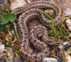 Узорчатый полоз (Elaphe dione). Англ: Steppes ratsnake
