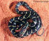 Мексиканский полоз (Elaphe flavirufa flavirufa). Англ: Mexican corn snake