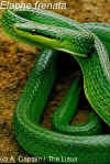 (Elaphe frenata). Англ: Rein snake
