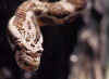 (Elaphe guttata emoryi). Англ: Great Plains rat snake, Great Plains "Emory's" rat snake