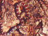 Маисовый полоз (Elaphe guttata guttata). Англ: Corn snake