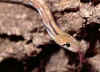 Индийский украшенный полоз (Elaphe helena helena). Англ: Trinket ratsnake