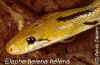 Индийский украшенный полоз (Elaphe helena helena). Англ: Trinket ratsnake