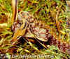 Индийский украшенный полоз (Elaphe helena helena). Англ: Trinket ratsnake