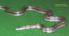 Украшеный полоз (Elaphe helena monticollaris). Англ: Collared trinket snake