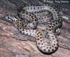 Закавказкий полоз (Elaphe hohenackeri). Англ: Transcaucasian ratsnake