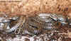 Закавказкий полоз (Elaphe hohenackeri). Англ: Transcaucasian ratsnake