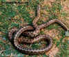 Закавказкий полоз (Elaphe hohenackeri). Англ: Transcaucasian ratsnake