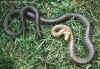 Эскулапов полоз (Elaphe longissima longissima). Англ: Aesculapian ratsnake