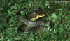 Эскулапов полоз (Elaphe longissima longissima). Англ: Aesculapian ratsnake