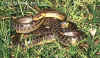 Эскулапов полоз (Elaphe longissima longissima). Англ: Aesculapian ratsnake